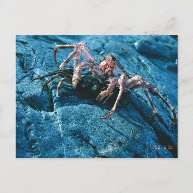 Alaskan King Crab Postcard (Front)