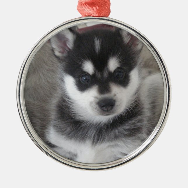 Alaskan Klee Kai Puppy Dog Metal Tree Decoration (Front)