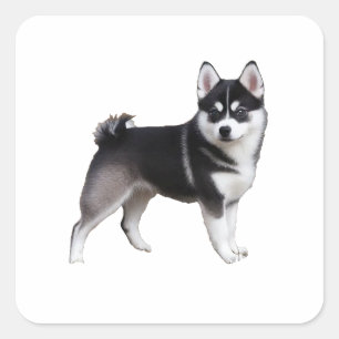 Alaskan Klee Kai Square Sticker