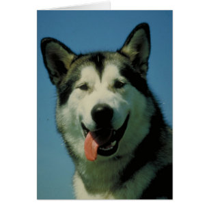 Alaskan Malamute