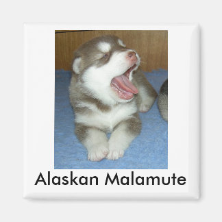 Alaskan Malamute, Alaskan Malamute Magnet