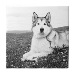 alaskan-malamute bw.png tile