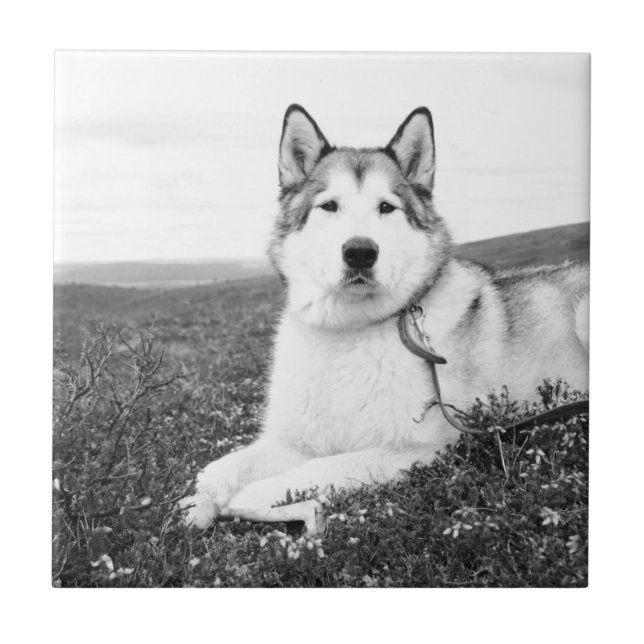 alaskan-malamute bw.png tile (Front)