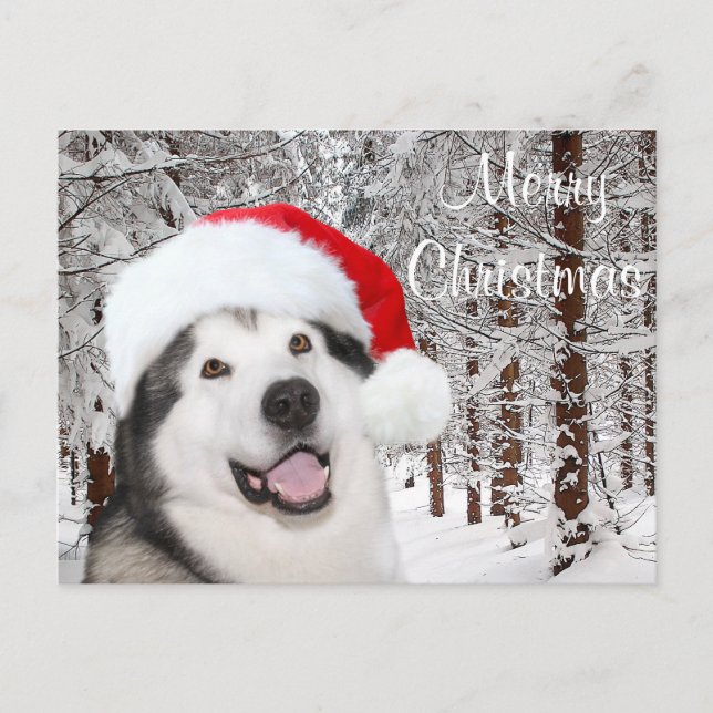 Alaskan Malamute Christmas Holiday Postcard (Front)