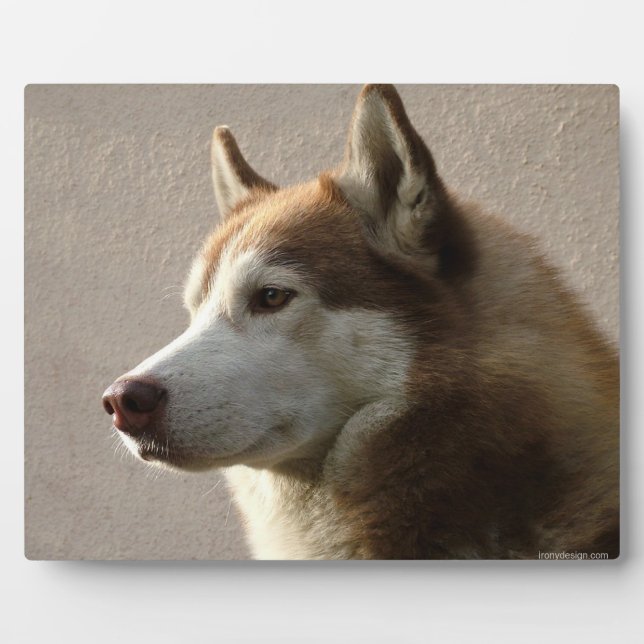Alaskan Malamute Dog Photograph Plaque (Front)