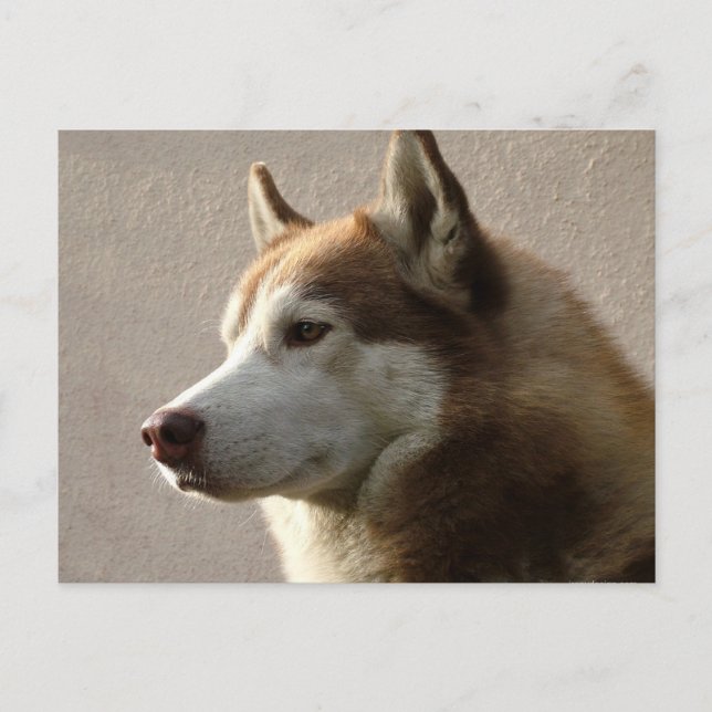 Alaskan Malamute Dog Photograph Postcard (Front)