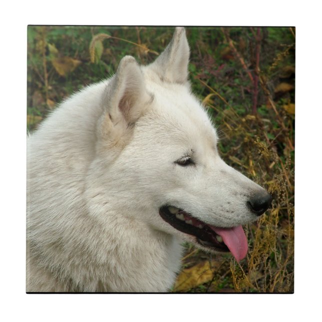 Alaskan Malamute Dog Photograph Tile (Front)