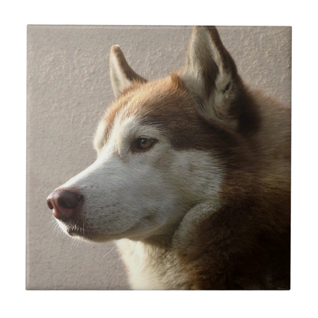 Alaskan Malamute Dog Photograph Tile (Front)