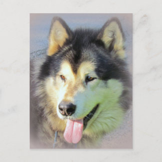 Alaskan Malamute Dog Postcard