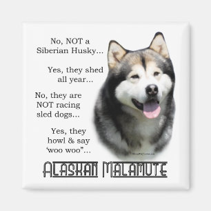Alaskan Malamute FAQ Magnet