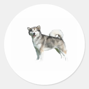 alaskan malamute full.png classic round sticker