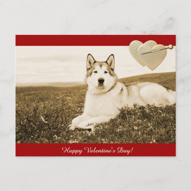 Alaskan Malamute Happy Valentine's Day postcard (Front)