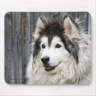 Alaskan Malamute mousepad