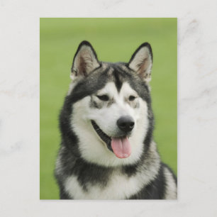 Alaskan malamute postcard