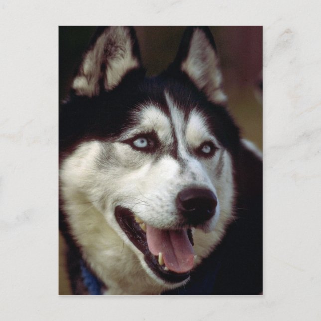 Alaskan Malamute Postcard (Front)