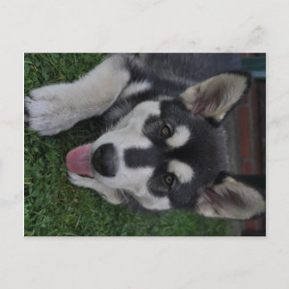 Alaskan Malamute Postcard