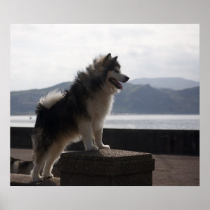 Alaskan Malamute Poster