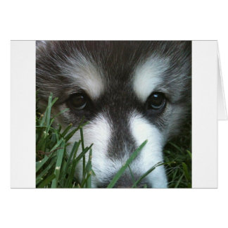 Alaskan Malamute Puppy