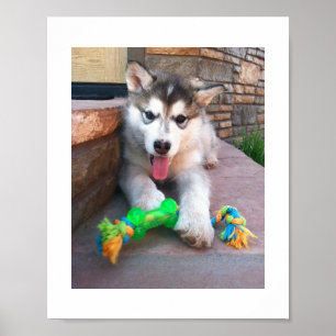 Alaskan Malamute Puppy And Rope Toy Photograph Poster