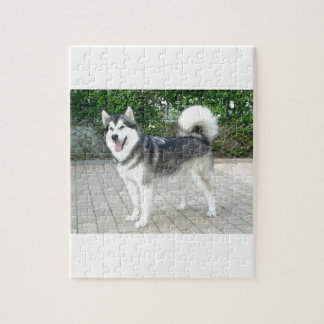 Alaskan Malamute Puppy Dog Jigsaw Puzzle