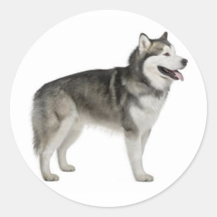 Alaskan Malamute Puppy Dog Sticker / Seal