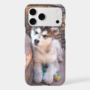 Alaskan Malamute Puppy Head Tilt Photograph