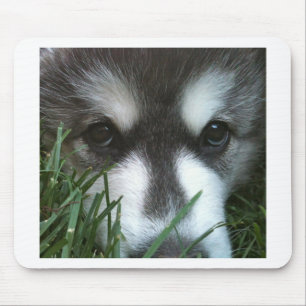Alaskan Malamute Puppy Mouse Pad