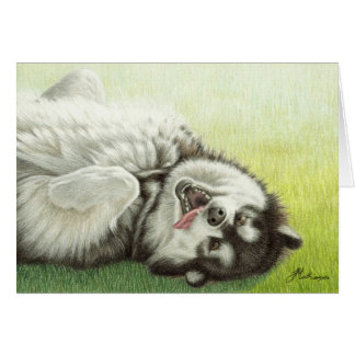 Alaskan Malamute rolling