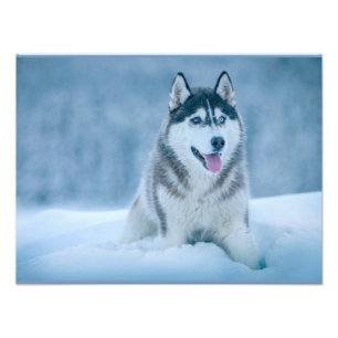 Alaskan Malamute walking on snow field Photo Print