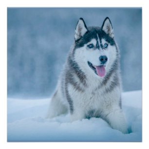 Alaskan Malamute walking on snow field Poster