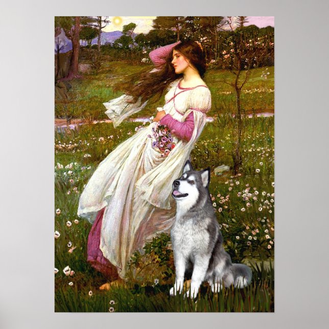 Alaskan Malamute  - Windflowers Poster (Front)