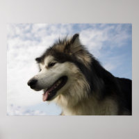 Alaskan Malamutes