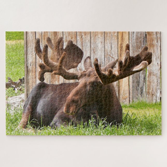 Alaskan moose relaxing jigsaw puzzle (Horizontal)