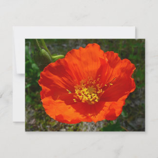 Alaskan Red Poppy Colourful Flower