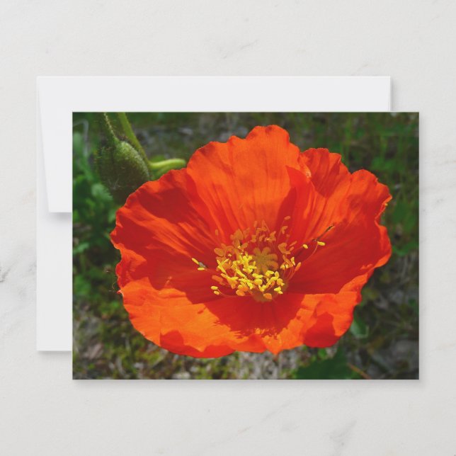 Alaskan Red Poppy Colourful Flower (Front)