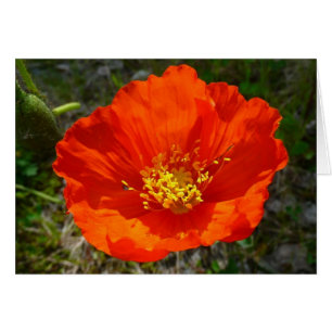 Alaskan Red Poppy Colourful Flower