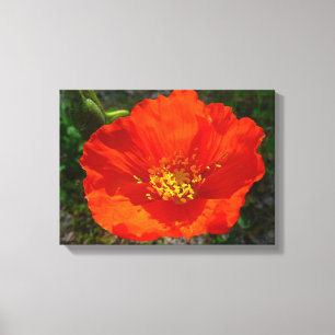 Alaskan Red Poppy Colourful Flower Canvas Print