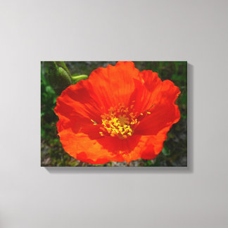Alaskan Red Poppy Colourful Flower Canvas Print