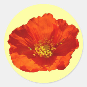 Alaskan Red Poppy Colourful Flower Classic Round Sticker