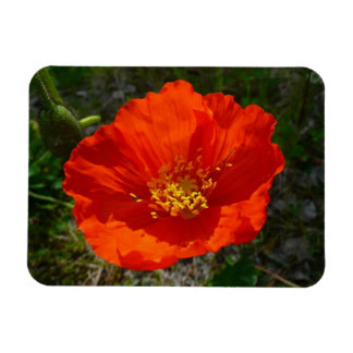 Alaskan Red Poppy Colourful Flower Magnet