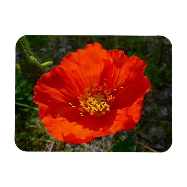 Alaskan Red Poppy Colourful Flower Magnet (Horizontal)