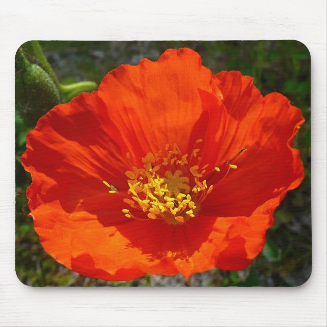 Alaskan Red Poppy Colourful Flower Mouse Pad (Front)