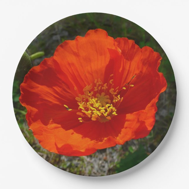 Alaskan Red Poppy Colourful Flower Paper Plate (Front)