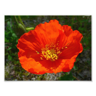 Alaskan Red Poppy Colourful Flower Photo Print