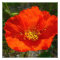 Alaskan Red Poppy Colourful Flower