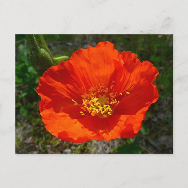 Alaskan Red Poppy Colourful Flower Postcard (Front)