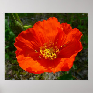 Alaskan Red Poppy Colourful Flower Poster