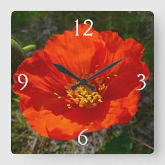 Alaskan Red Poppy Colourful Flower Square Wall Clock