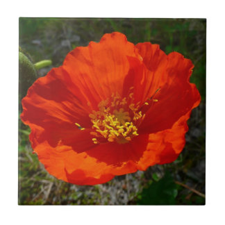 Alaskan Red Poppy Colourful Flower Tile