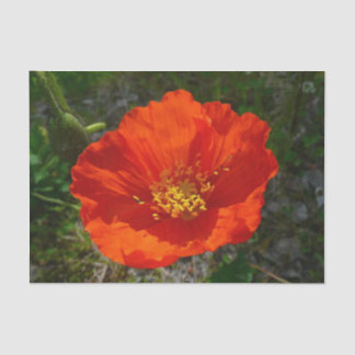 Alaskan Red Poppy Colourful Flower Tissue Paper